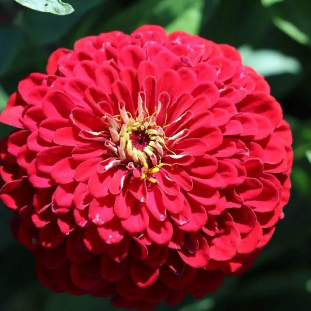 Zinnia 'Monarch King'