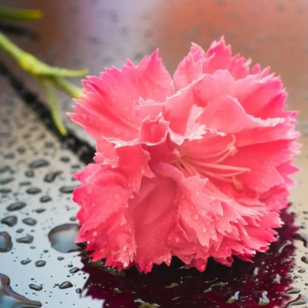 Nejlika 'Grenadin' – rosa
