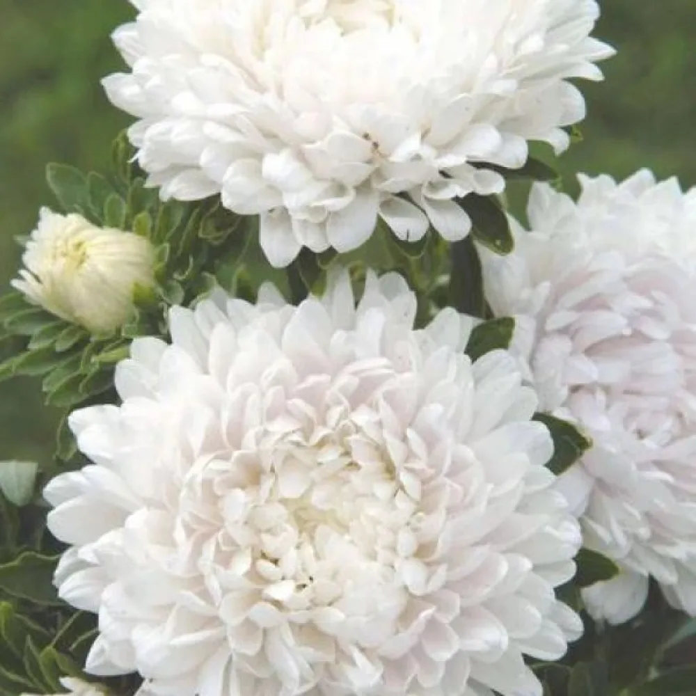 Sommaraster pionblommig – vit