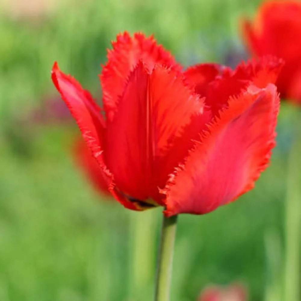 Tulpan 'Crystal beauty'