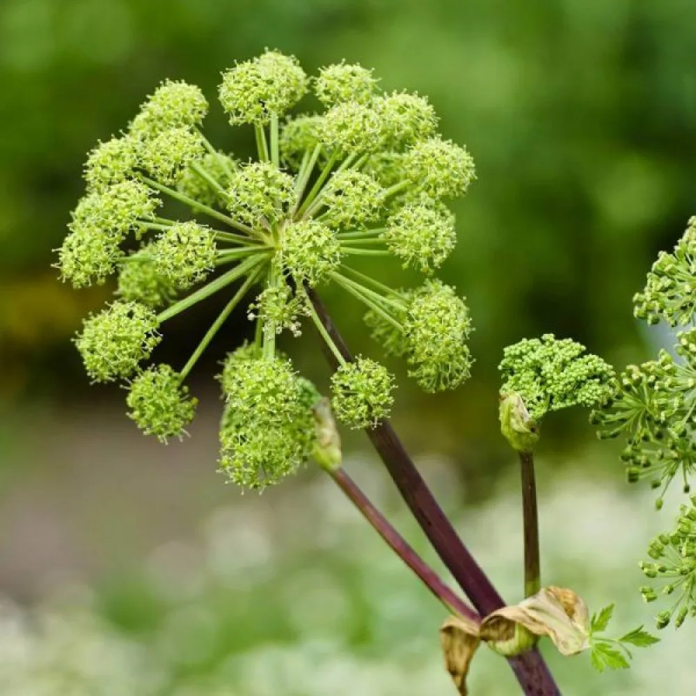 Kvanne Angelica archangelica