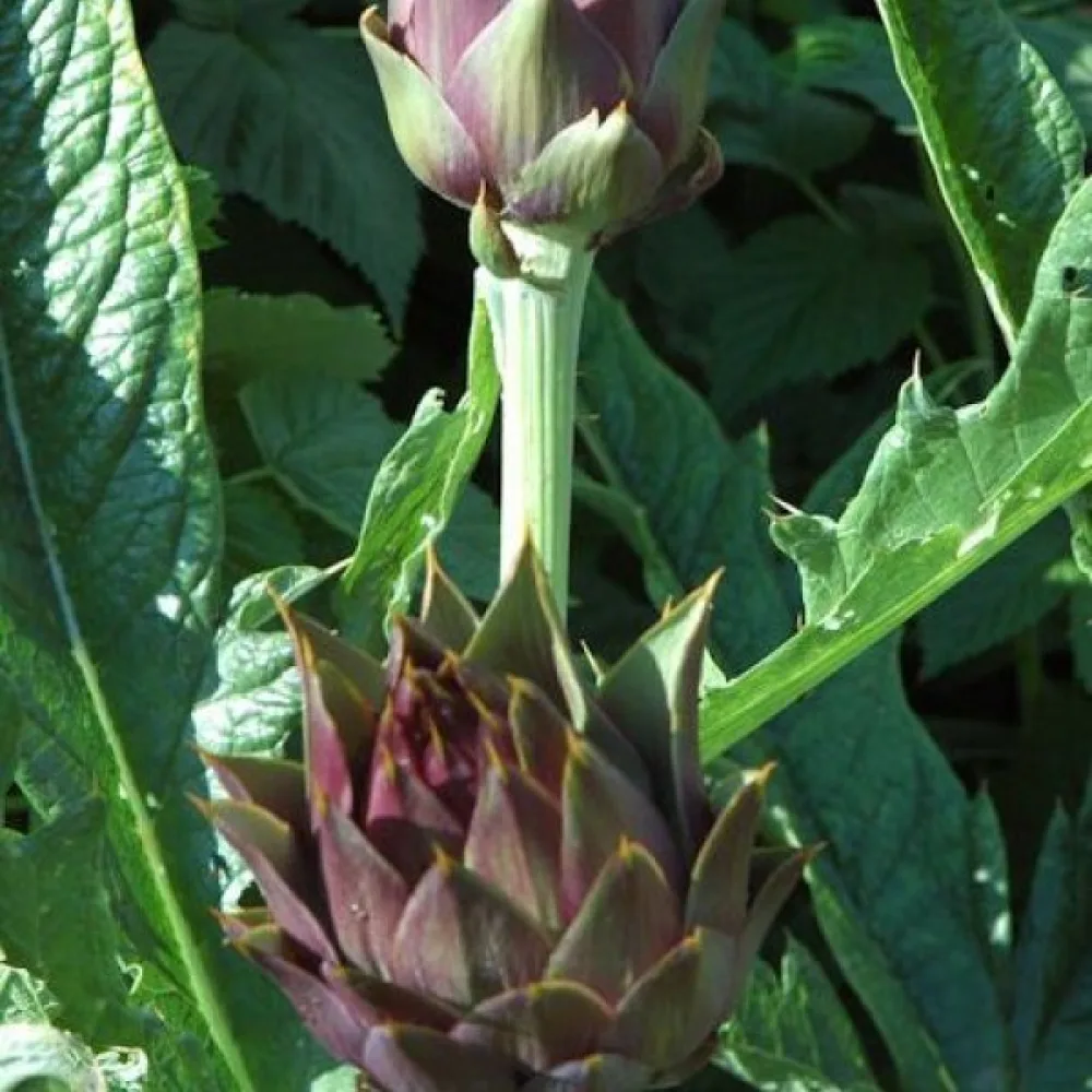 Kronärtskocka 'Violet de Provence'