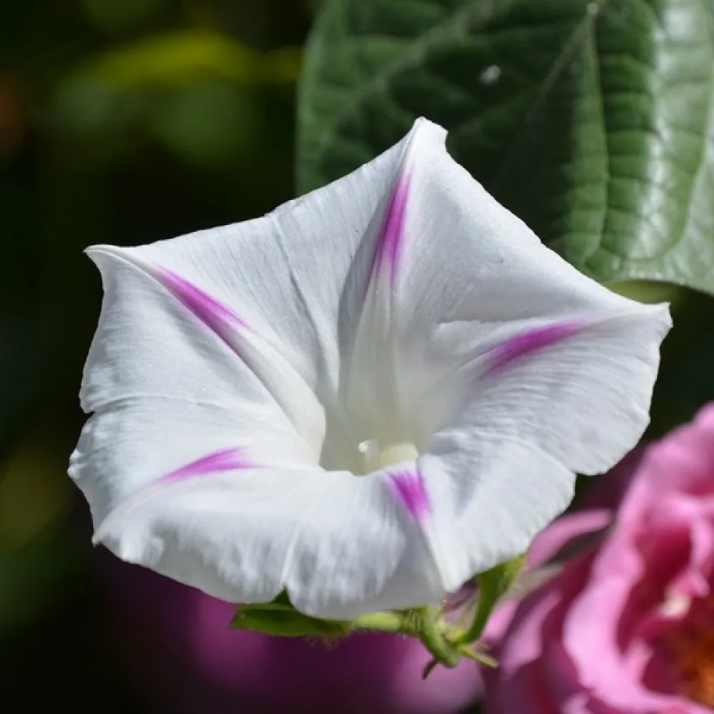 Purpurvinda 'Seta' – vit