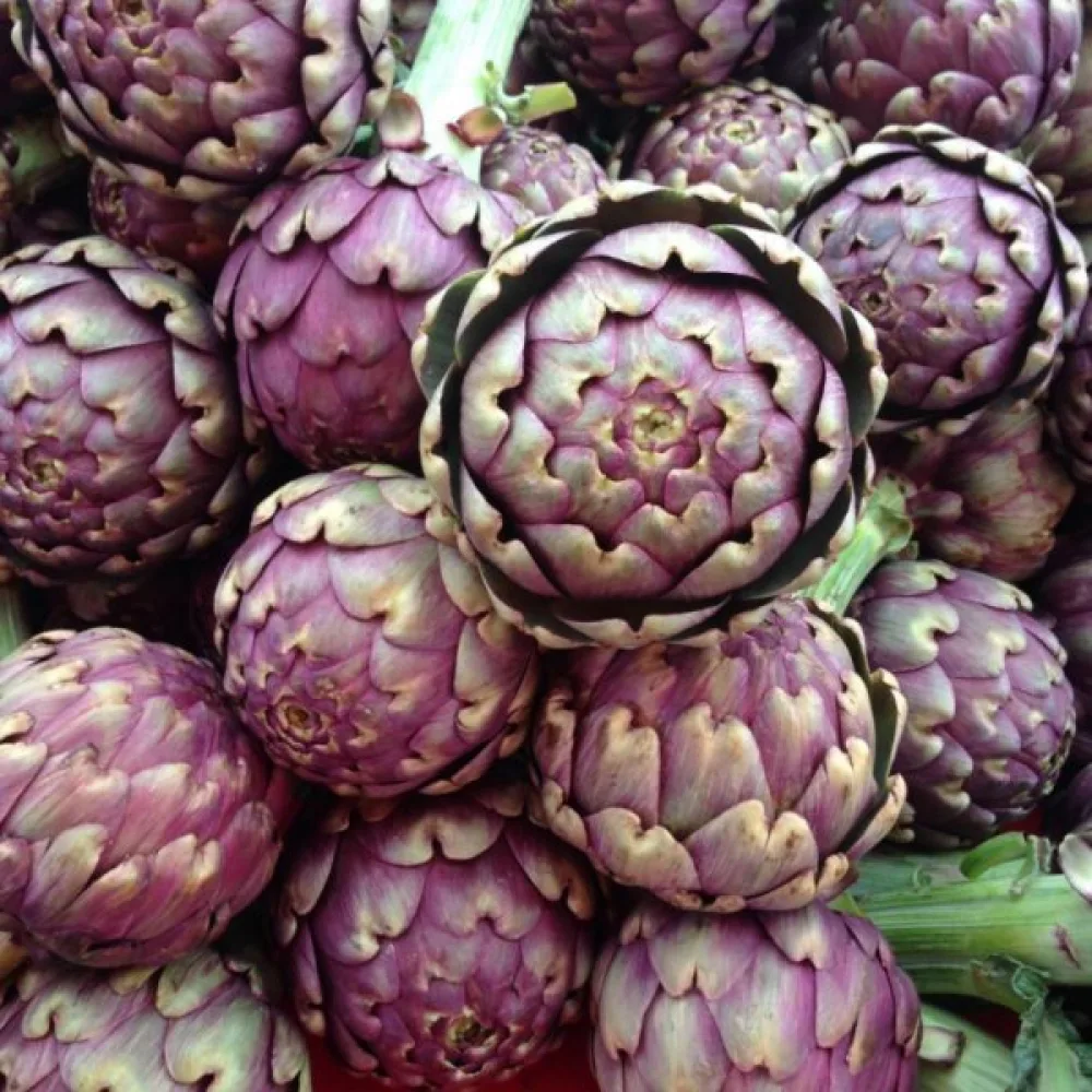 Kronärtskocka 'Violet de Provence'