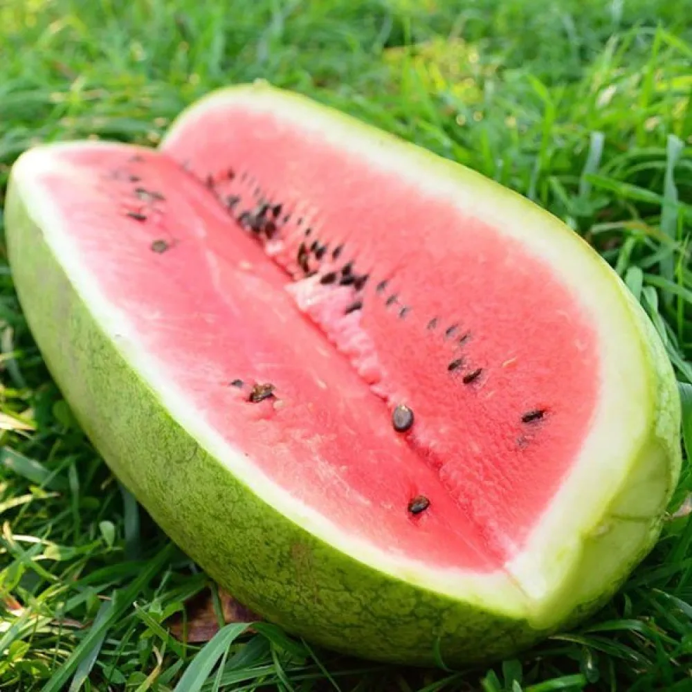 Vattenmelon 'Charleston Grey' 8–12 kg