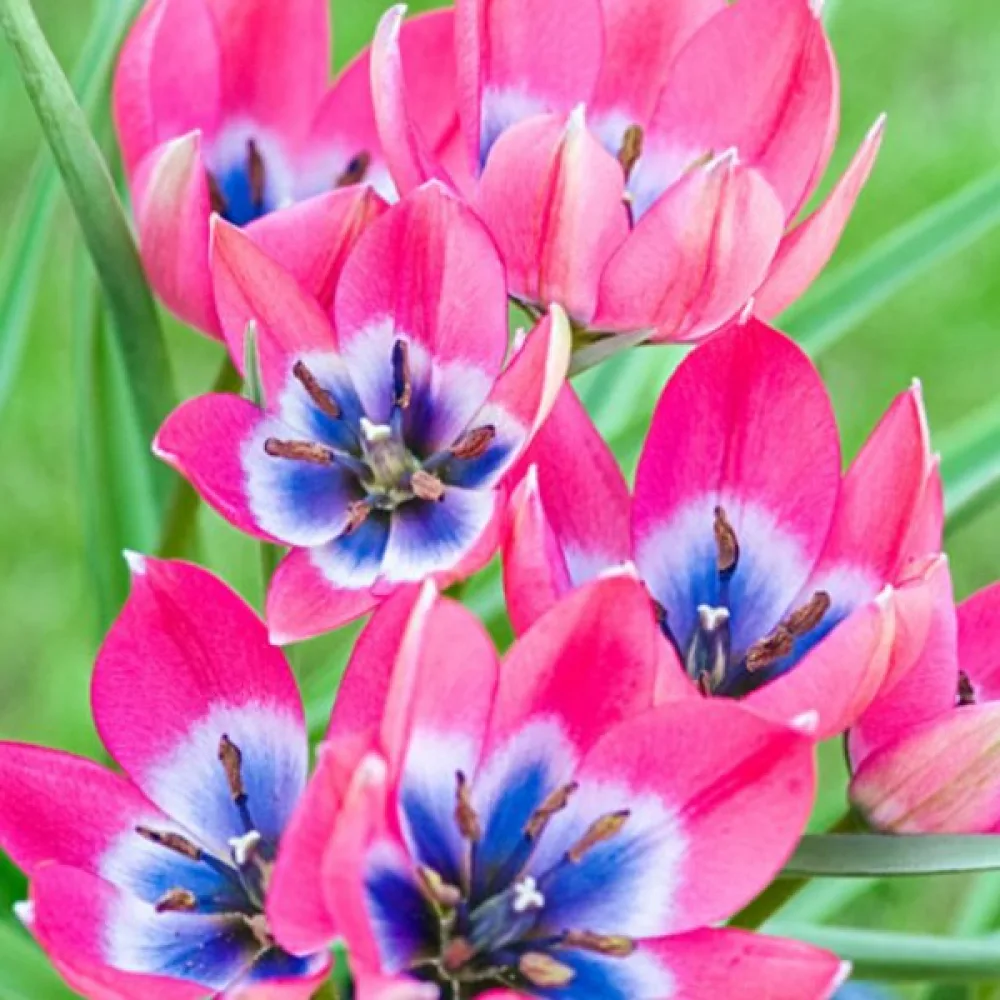 Tulpan 'Little Beauty'