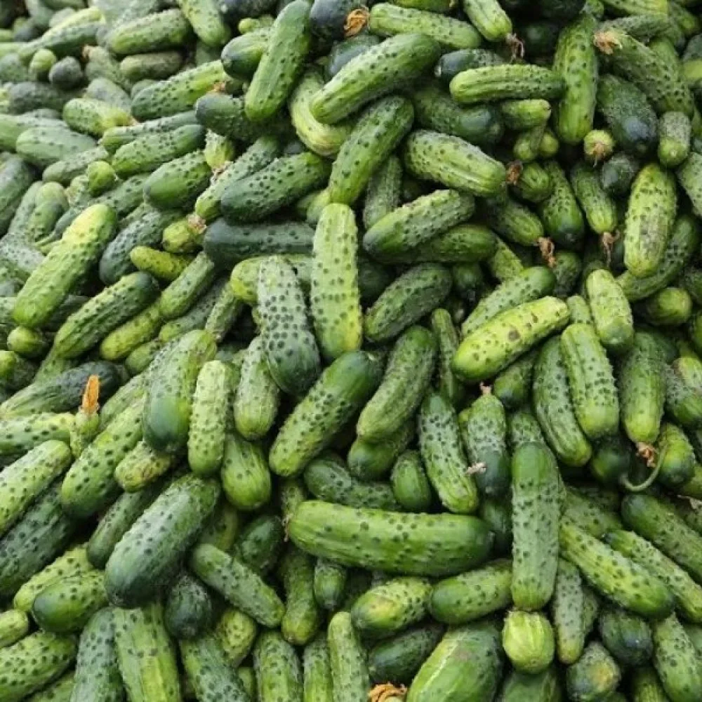 Druvgurka 'Krak' F1