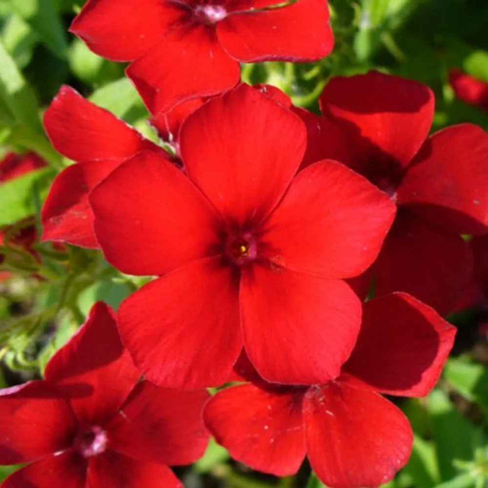 Sommarflox 'Beauty Scarlet'