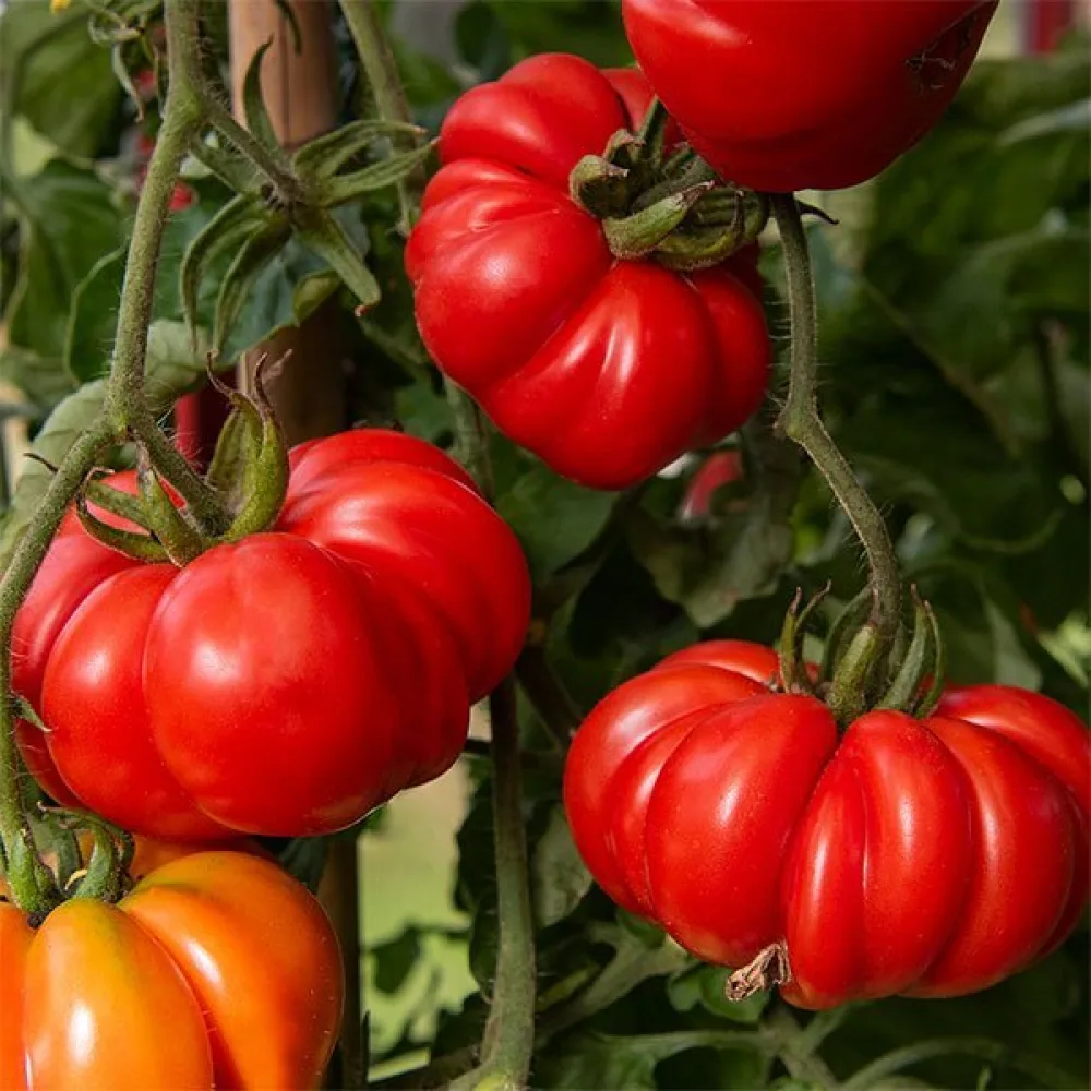 Tomat 'Costoluto Fiorentino'