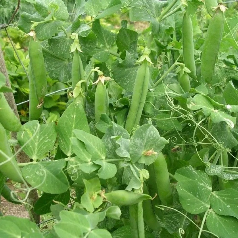 Spritärt 'Petit Provençal'