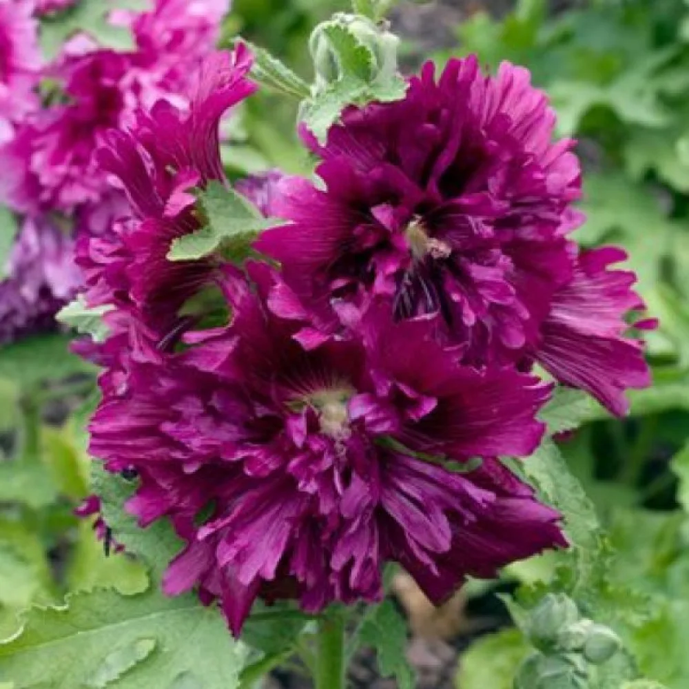 Fylld stockros, violett