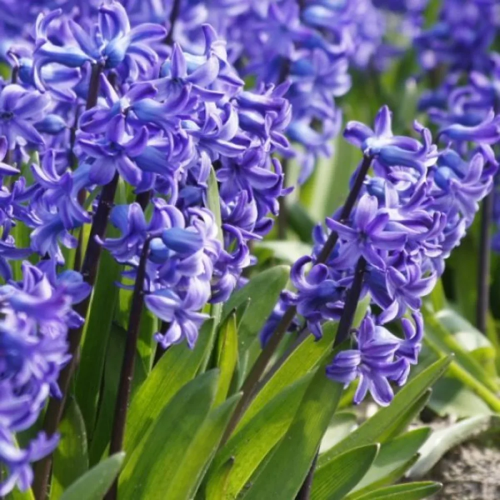 Hyacint 'Delft blue'