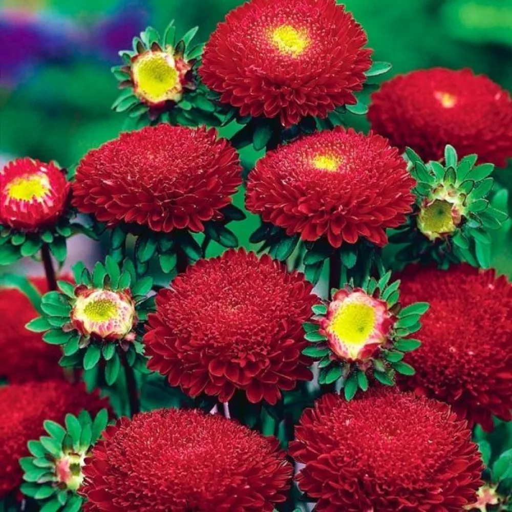 Sommaraster Pompon – mörkröd