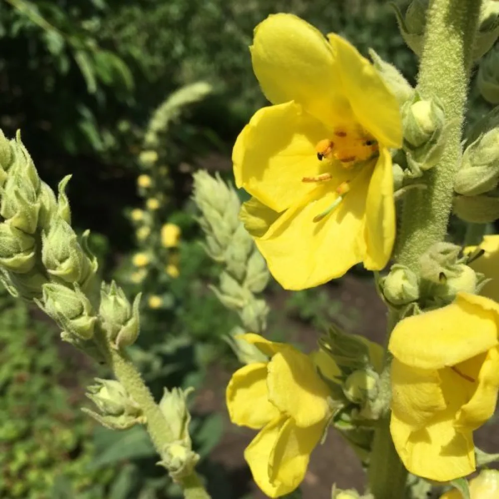 Kungsljus Verbascum densiflorum