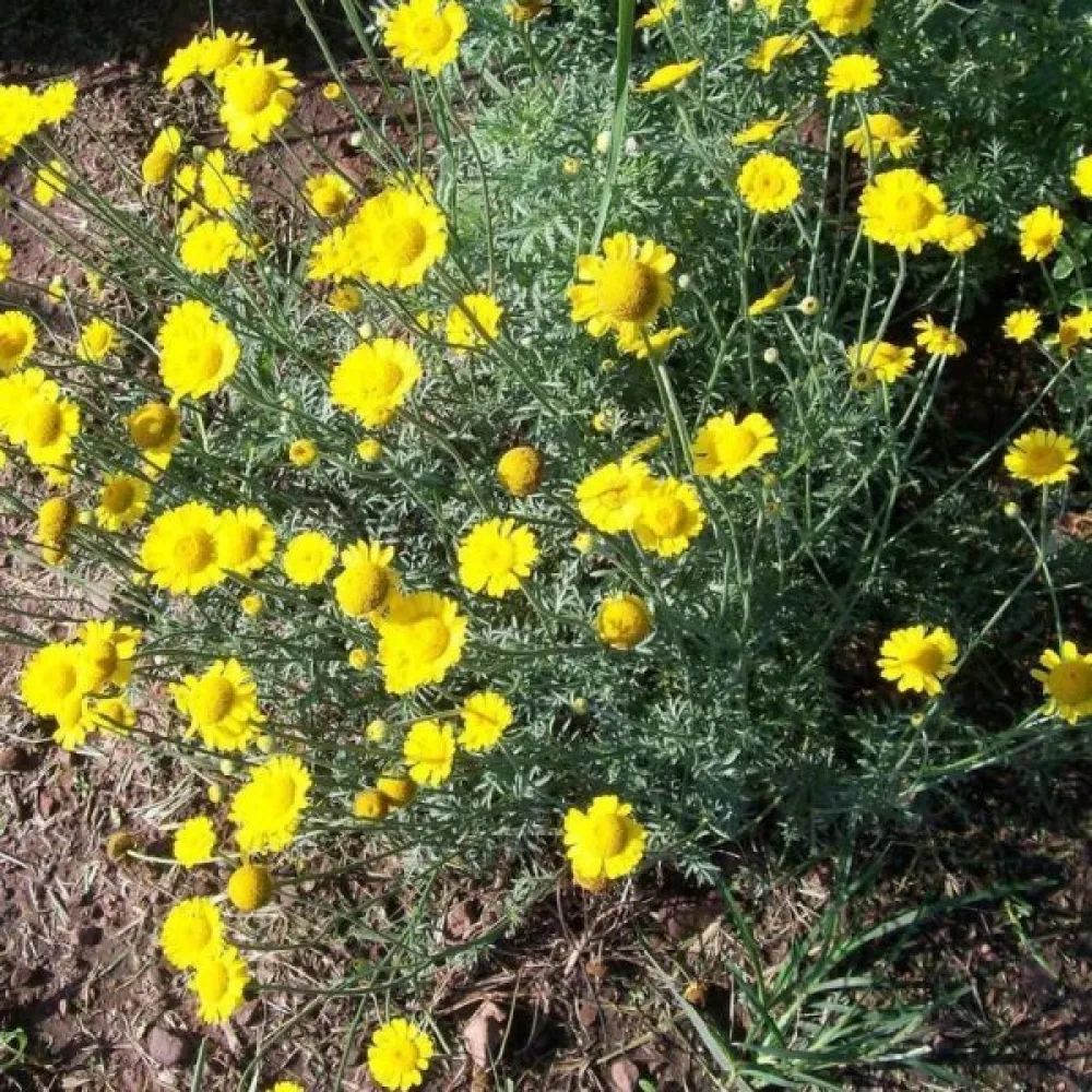 Färgkulla Anthemis tinctoria