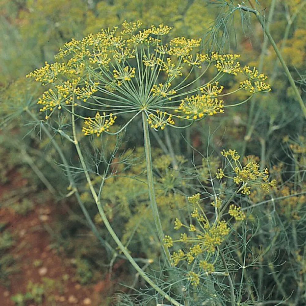 Dill 'Superducat'