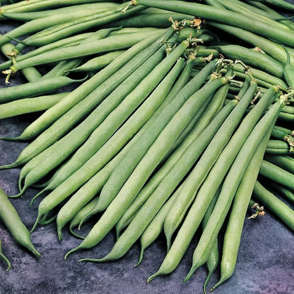 Rosenböna 'Streamline'