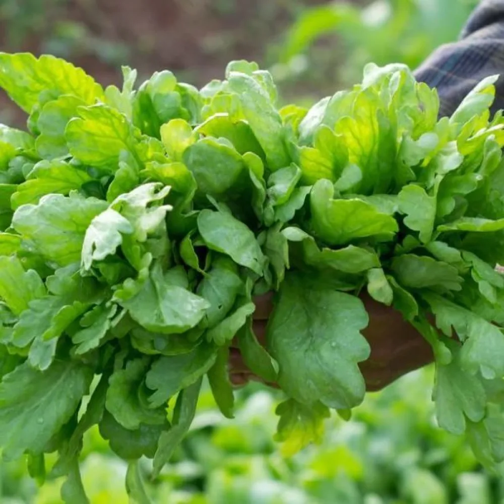 Kronkrage Chrysanthemum coronarium