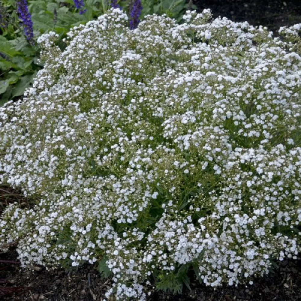 Brudslöja 'Snowflake', vit