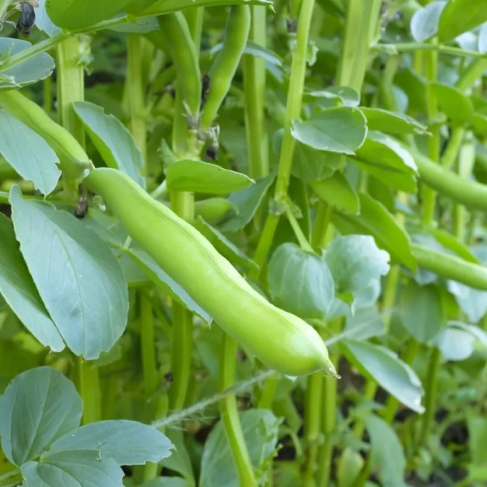 Bondböna 'White Windsor'