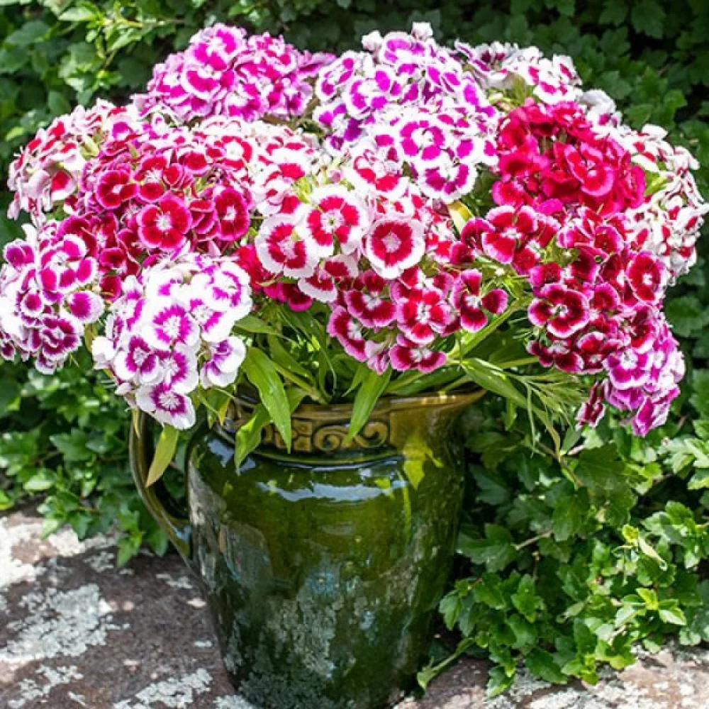 Borstnejlika 'Auricula-Eyed' – mix