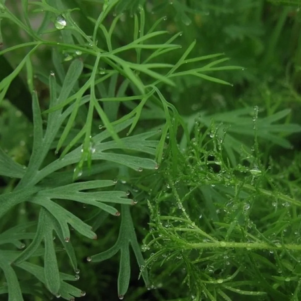Dill 'Szmaragd'