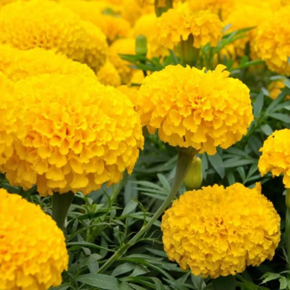 Afrikansk tagetes 'Sierra Yellow'