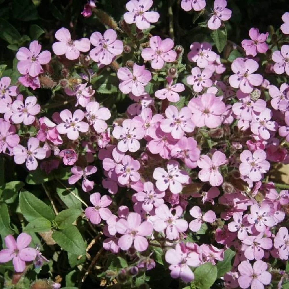 Mattsåpört, rosa