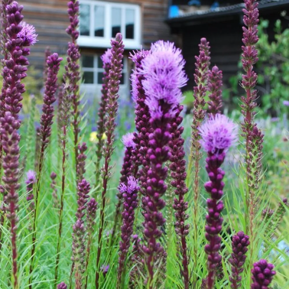 Rosenstav Liatris spicata – rosalila