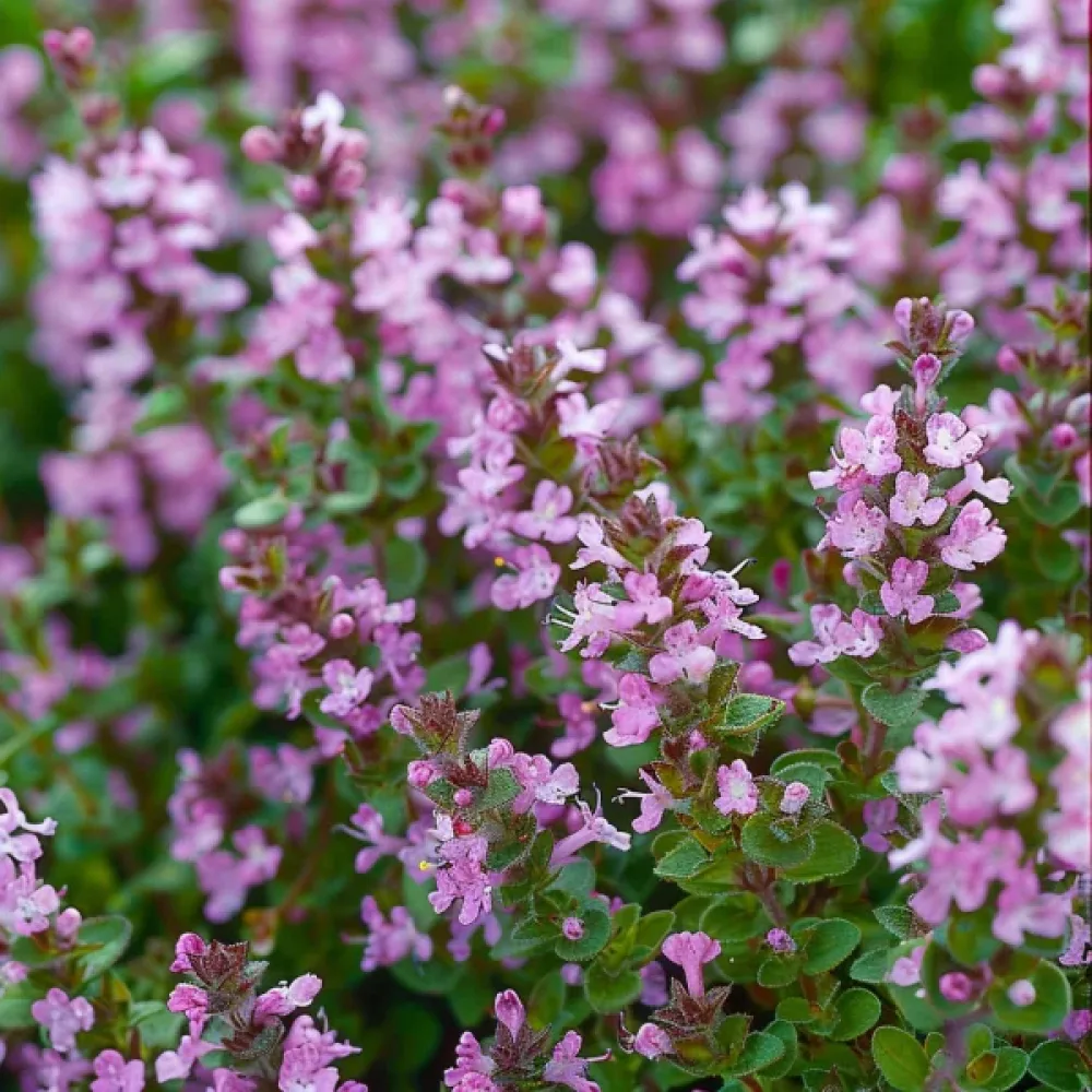 Backtimjan, rosa nyanser