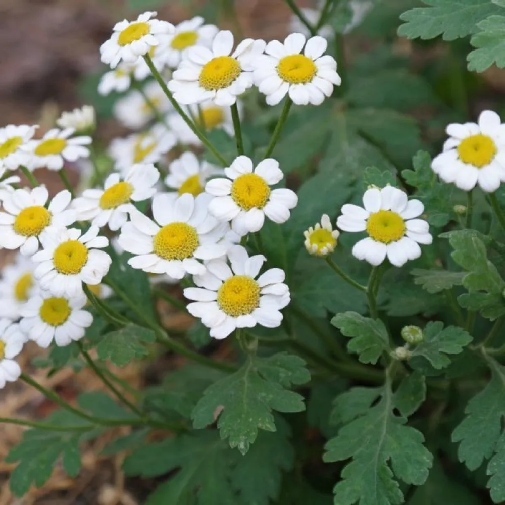 Mattram Tanacetum parthenium