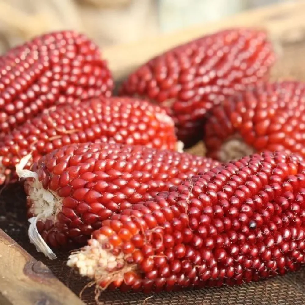 Prydnadsmajs 'Strawberry Corn'