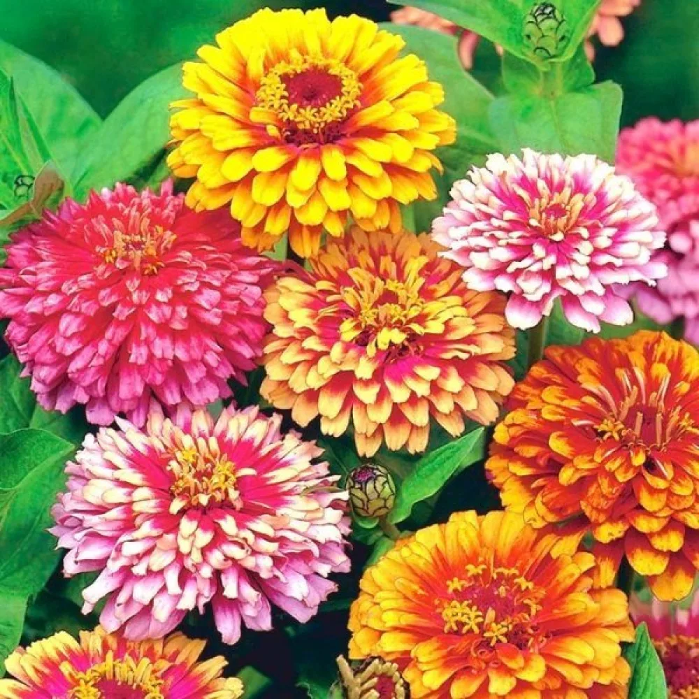 Zinnia 'Caroussel' (blandning)