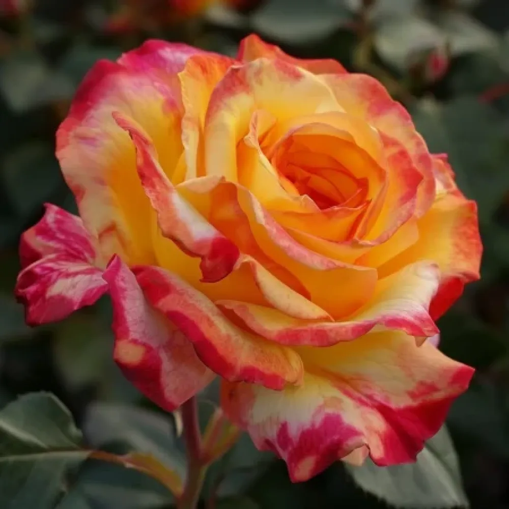 Ros 'Golden Orange Whirlwind' – barrotad