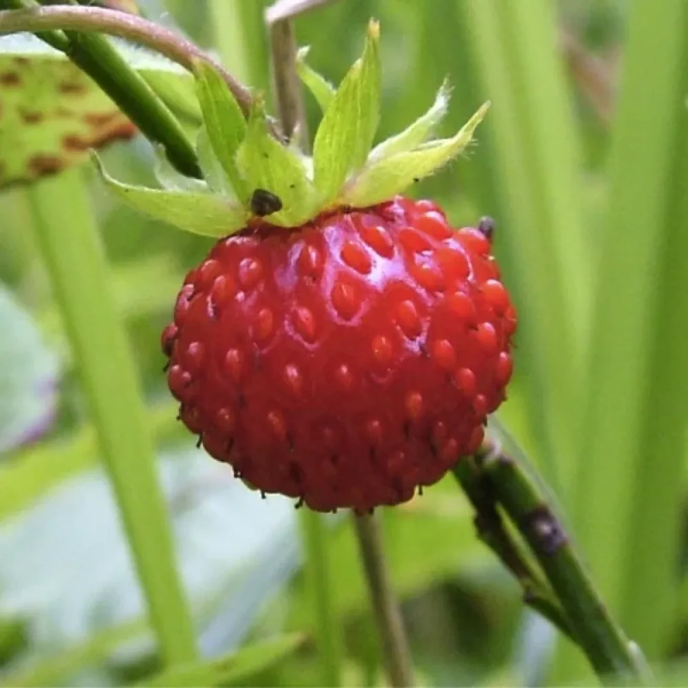 Smultron 'Rugen'