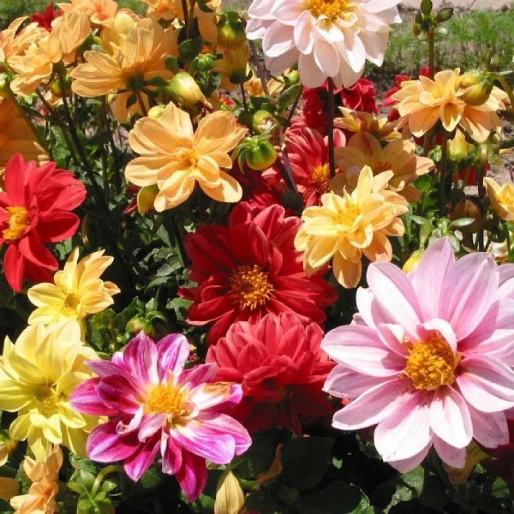 Lågväxande dahlia 'Early Bird' – blandning