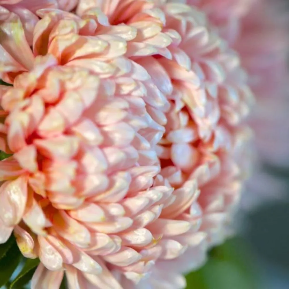 Sommaraster Pompon – laxrosa