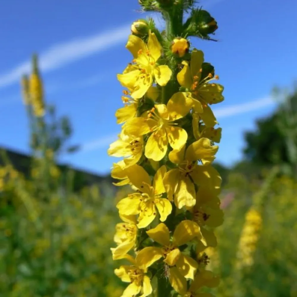 Småborre Agrimonia eupatoria