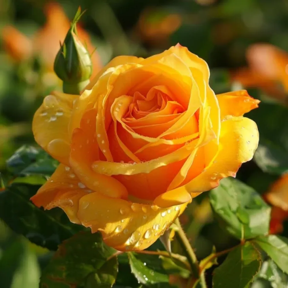 Ros 'Lemon Charm' – barrotad