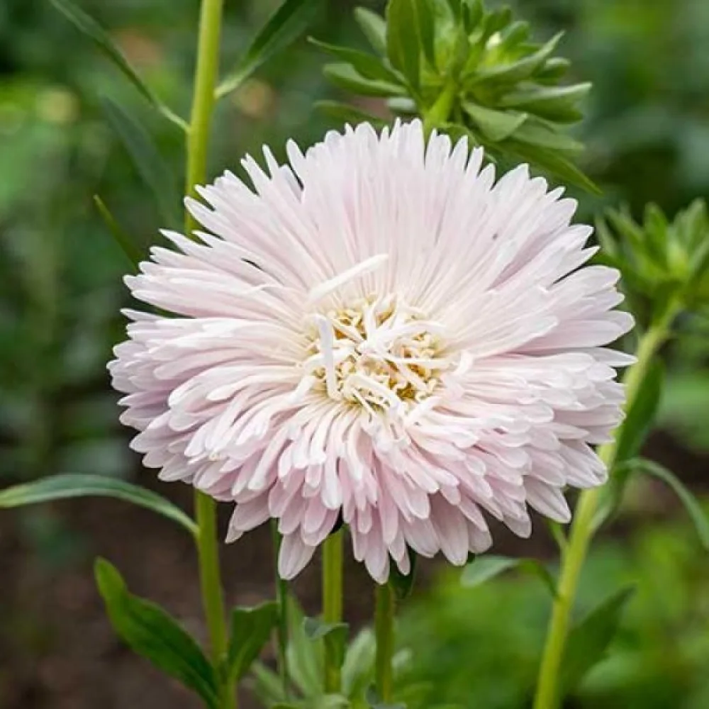 Sommaraster 'Apollonia' – äppelblom