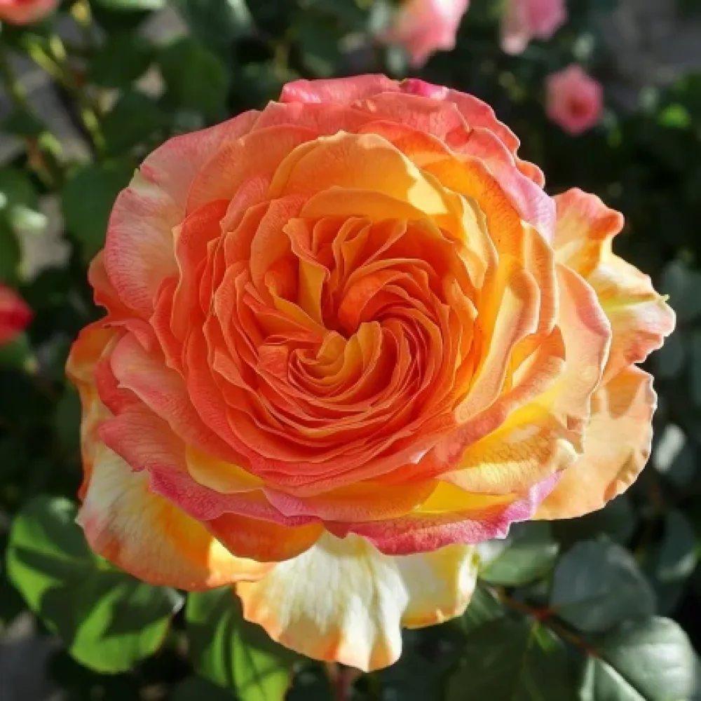 Ros 'Mango Glow' – barrotad