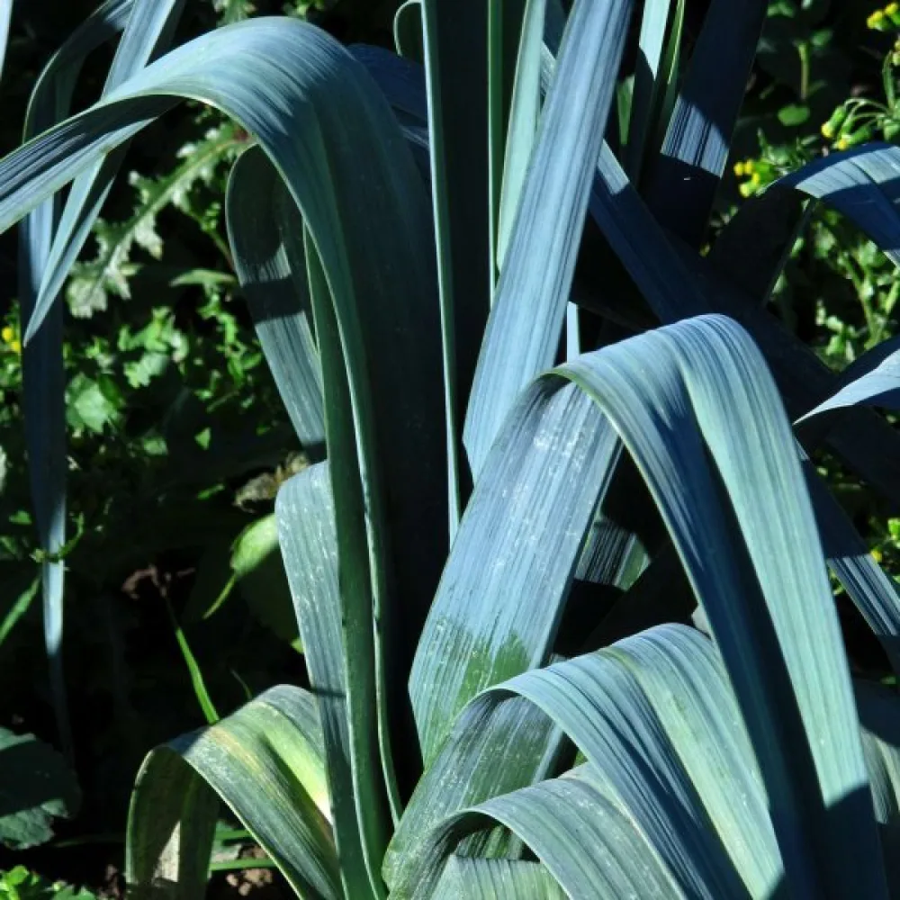 Purjolök 'Blaugrüner Winter'