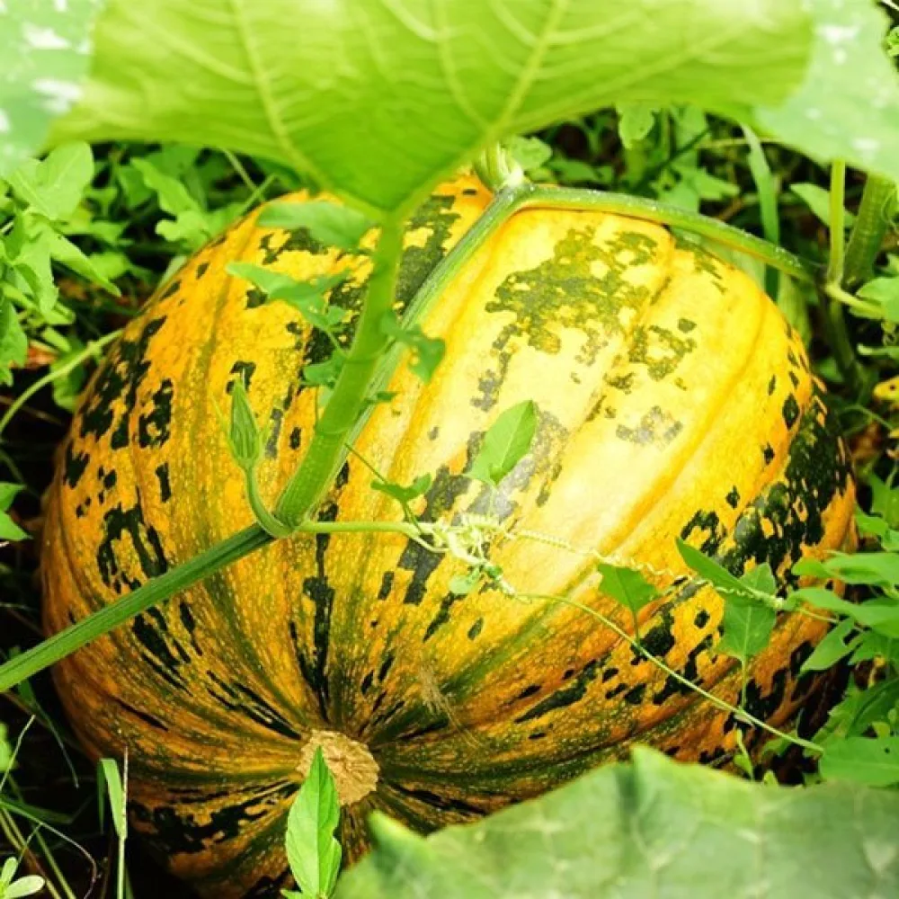Kärnpumpa 'Junona'