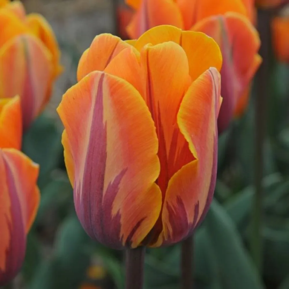 Tulpan 'Prinses Irene'
