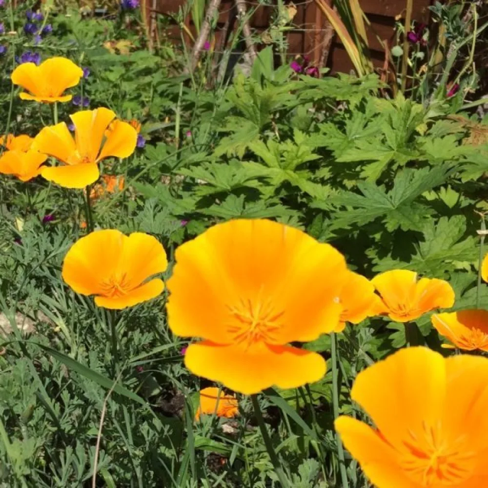 Sömntuta 'Orange King'