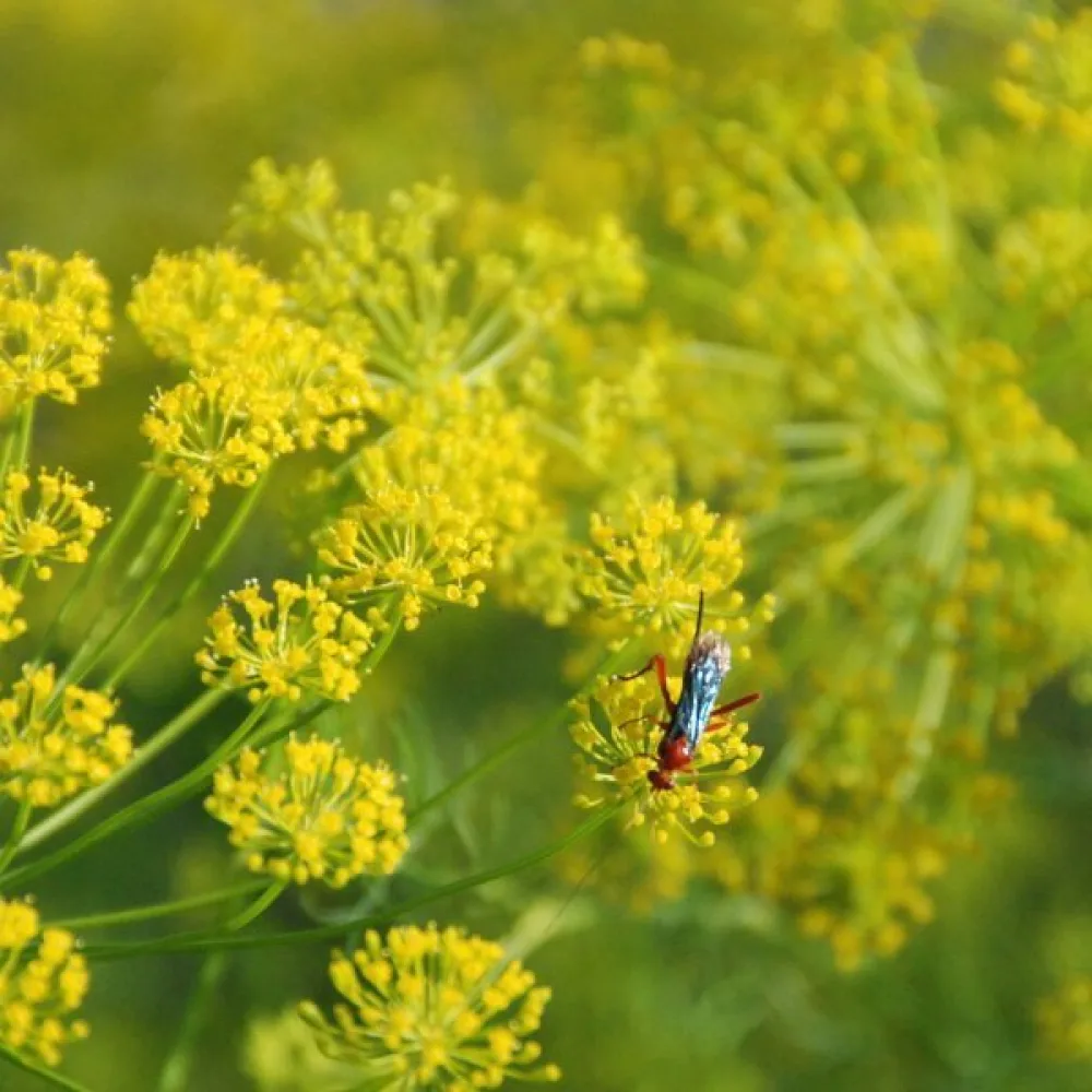 Dill 'Superducat'