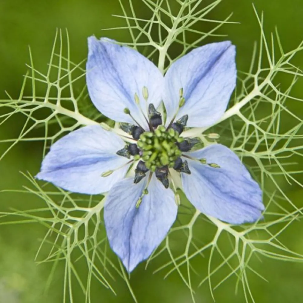 Jungfrun i det gröna 'Miss Jekyll Indigo Blue'