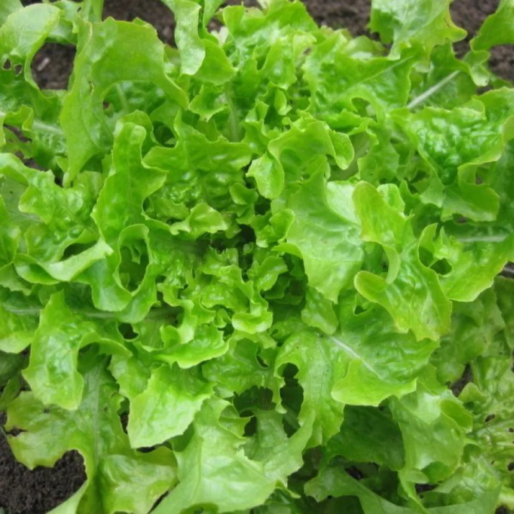 Sallad 'Salad Bowl'