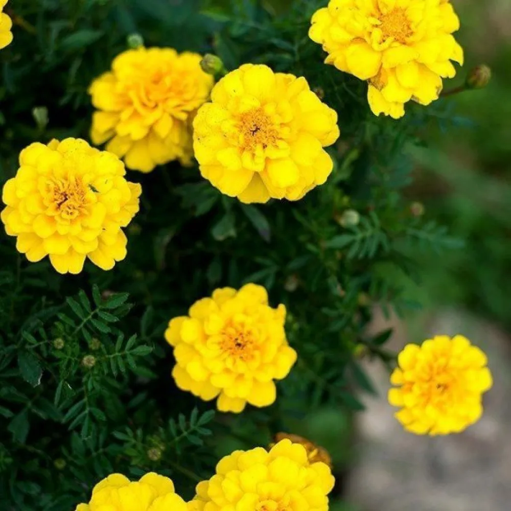 Fransk tagetes 'Boy Golden'