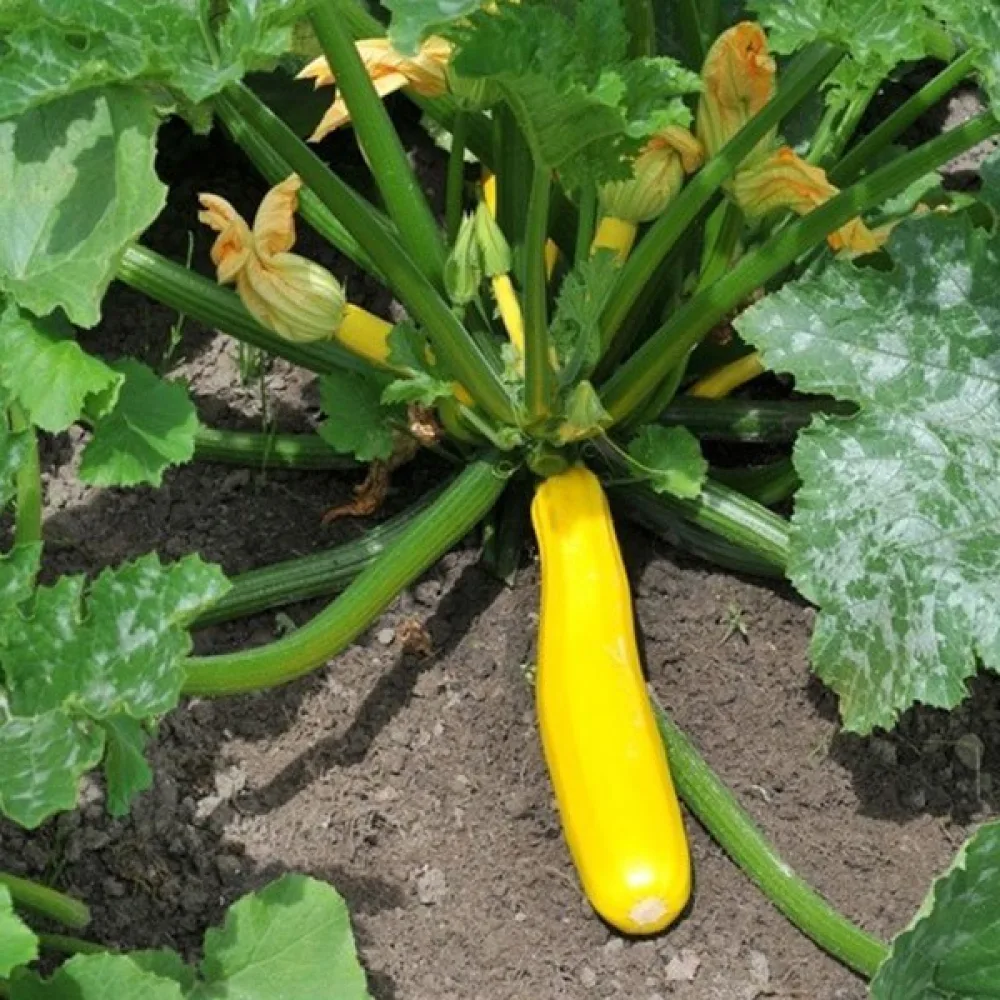 Zucchini 'Atena Polka F1'